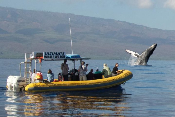 Ultimate 2 Hour Small Group Whale Watch Tour  - Photo 1 of 19